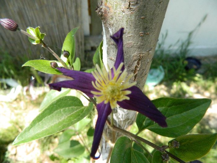 Clematis Aromatica 19 mai 2013 - Clematite 2013