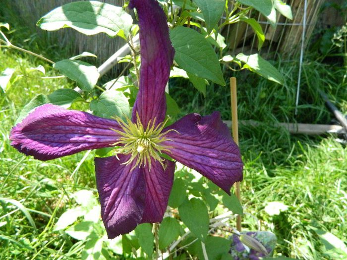 Clematis Jackmanii Zojapur; 19 mai 2013
