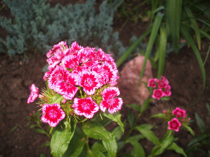 Garofite turcesti - FLORI 2013