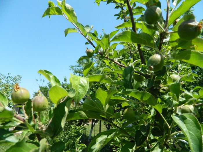 Mar 1 ( pepiniera Lipanesti,Prahova) - Pomi fructiferi 2013