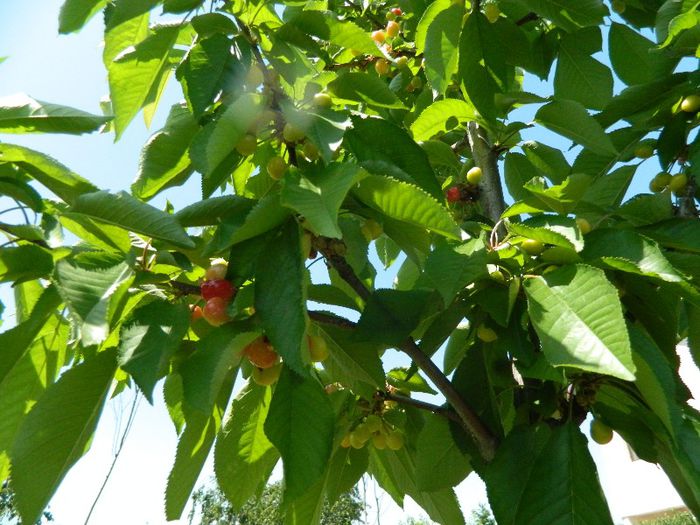 Cires (Hornbach) - Pomi fructiferi 2013