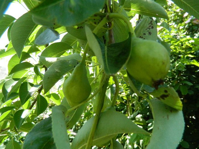 Par de vigoare mare,plantat 2008 ( Hornbach) - Pomi fructiferi 2013