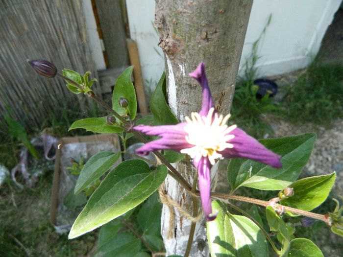 Clematis Aromatica 19 mai 2013