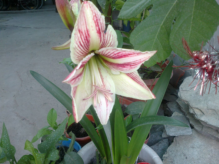 amarilis - Florile mele