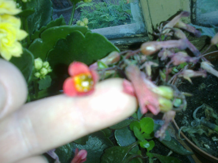 floare de kalanchoe