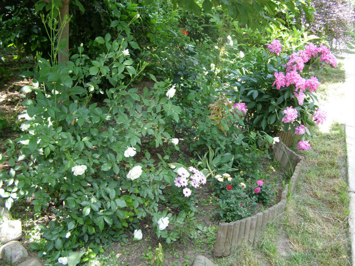 P1018124 - Gradina 2013