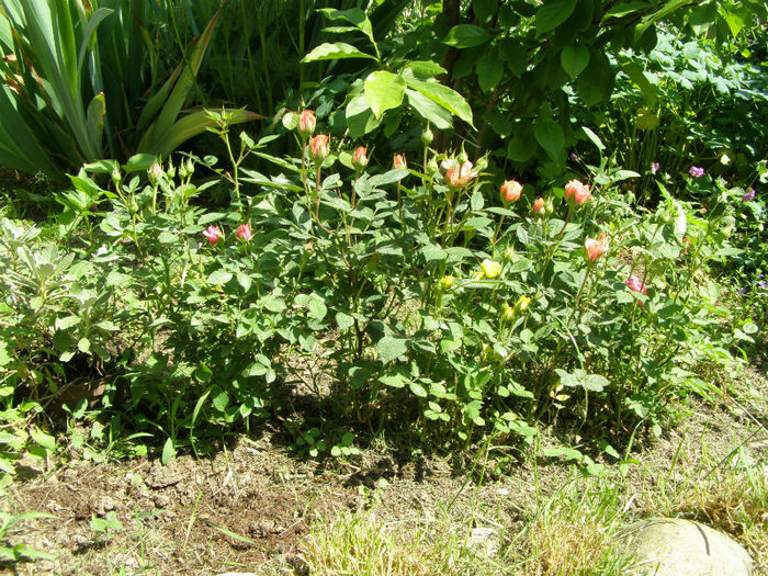 P1018098 - Gradina 2013