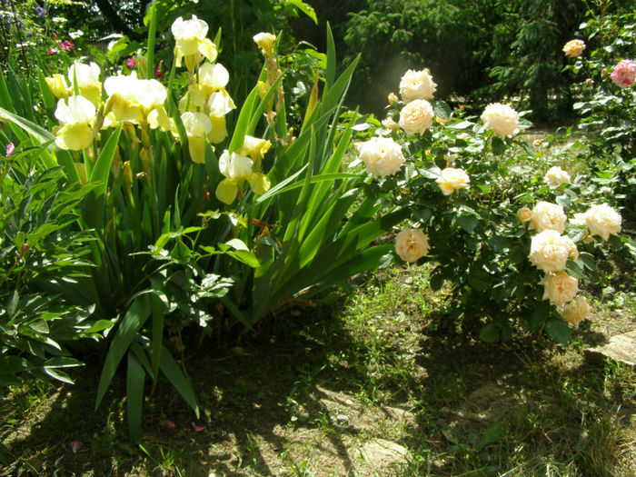 P1018102 - Gradina 2013