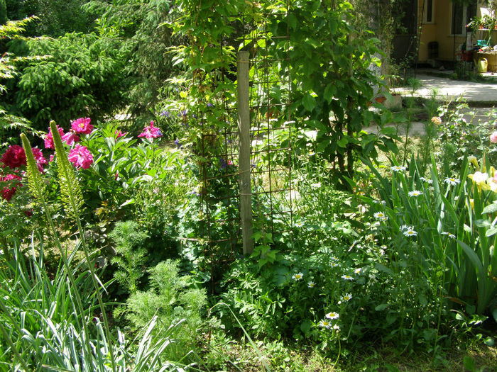 P1018104 - Gradina 2013