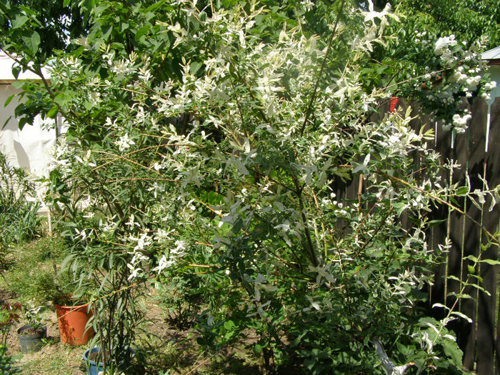 P1018108 - Gradina 2013
