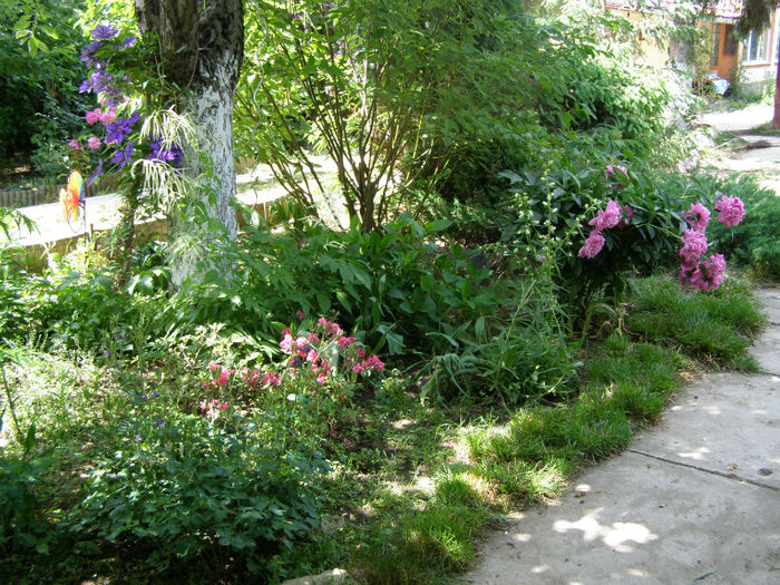 P1018113 - Gradina 2013