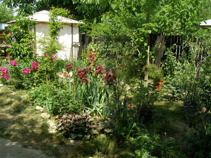 P1018114 - Gradina 2013
