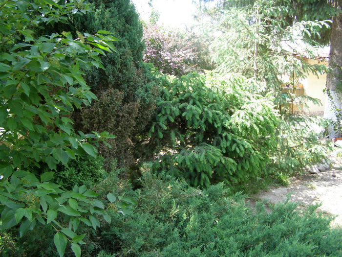 P1018115 - Gradina 2013