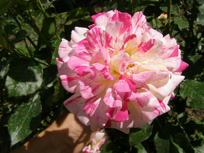 P1018092