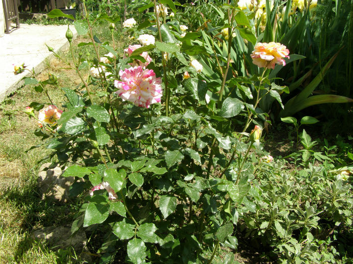 P1018097