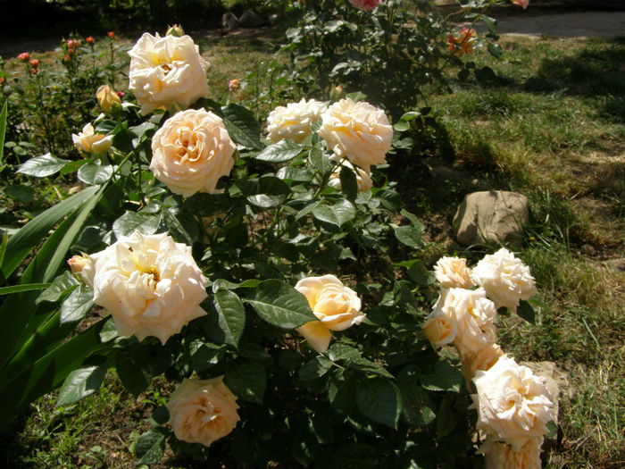 P1018100