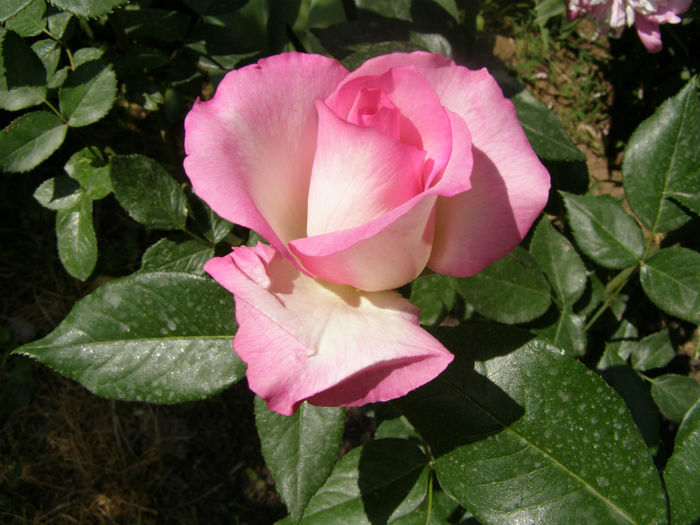 P1018103