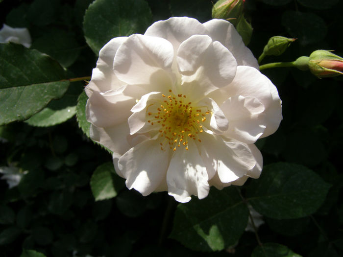 P1018121