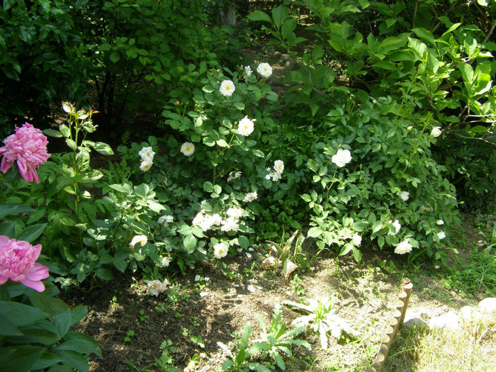 P1018123