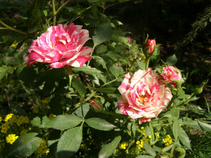 P1018126