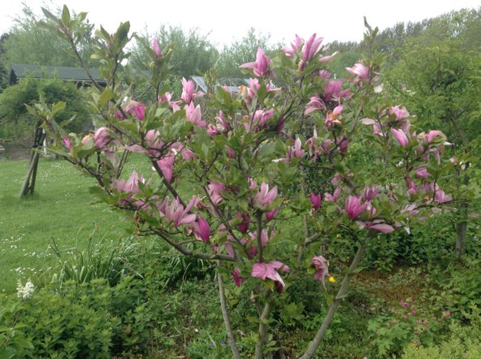 Mmm ce parfumata magnolie - Clubul Gradinarilor din cartierul meu  Mai 2013