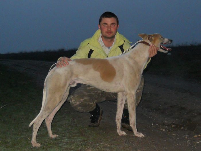 Redi - 023 - ogari greyhound