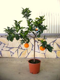 Arancio Vaso 180 lei - citrice de vanzare