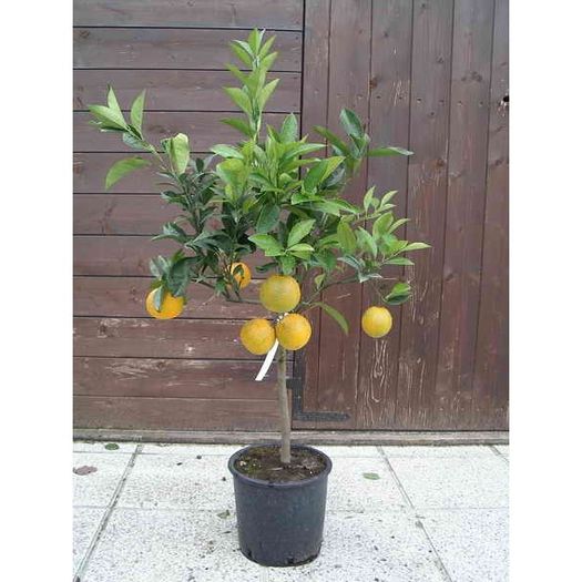 arancio-citrus-sinensis