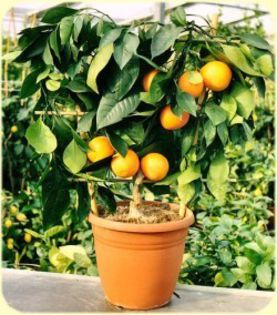 portocal pitic - citrice de vanzare