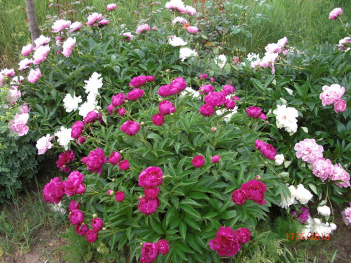 bujori8 - Gradina Casa si Plante Rare sau Deosebite pentru Sanatate