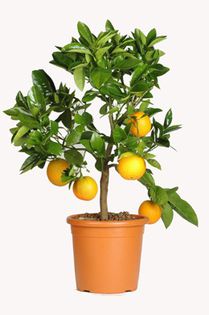 portocal citrus sinensis - 1 contact 0748125682