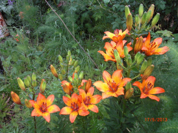 crini portocalii - Gradina Casa si Plante Rare sau Deosebite pentru Sanatate