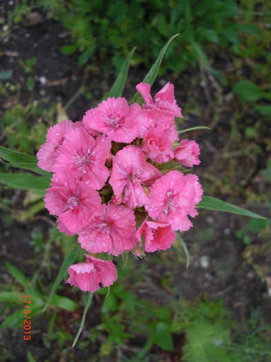 garofite roz t - Gradina Casa si Plante Rare sau Deosebite pentru Sanatate