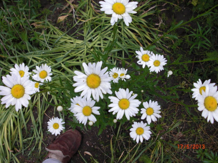 margarete4 - Gradina Casa si Plante Rare sau Deosebite pentru Sanatate