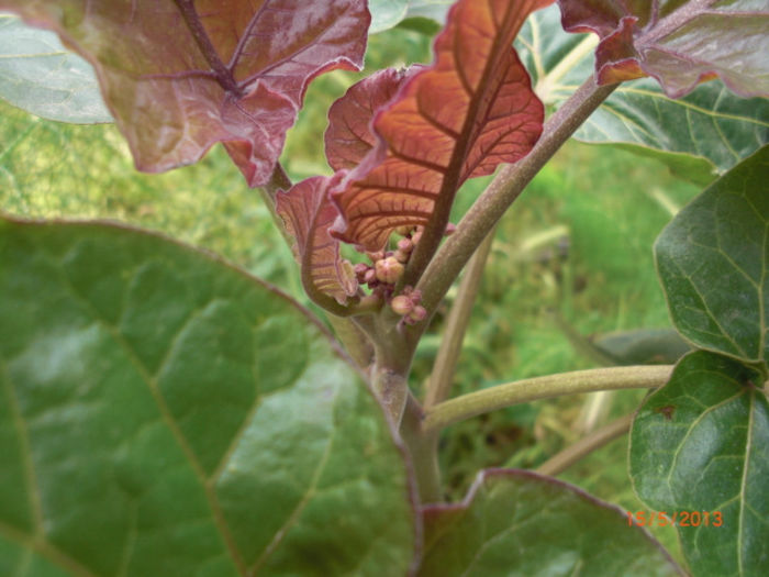 tamarilo imbobocit - Gradina Casa si Plante Rare sau Deosebite pentru Sanatate