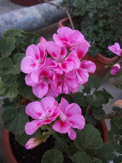 016 - 2013 flori