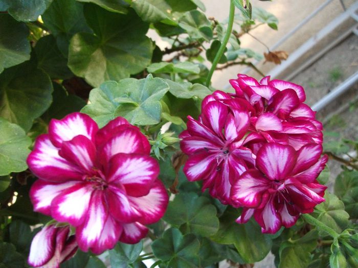 066 - 2013 flori