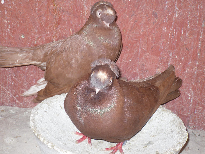 Juc.de Calarasi (13)