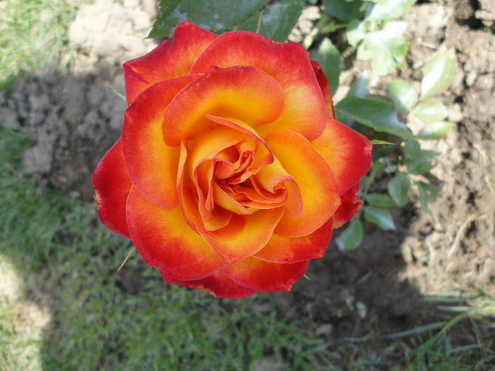 Bossanova multicolor - Trandafiri 2013 -II