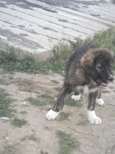 pui sebi 2013 098 - paznici-ciobanesc de bucovina si caucazieni