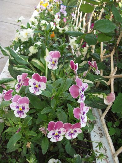 068 - 2013 flori