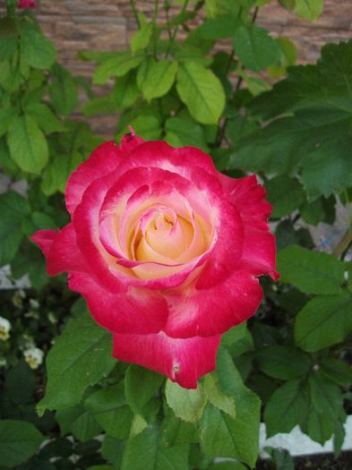 050 - 2013 flori