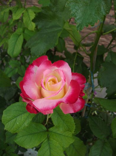 051 - 2013 flori