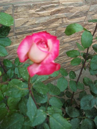052 - 2013 flori