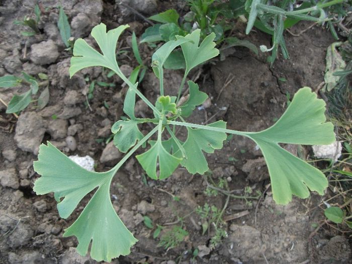 ginco biloba
