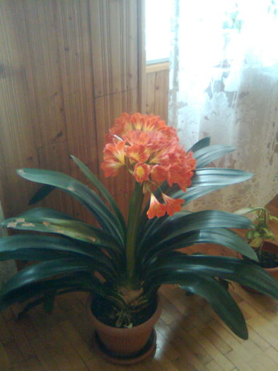 clivia - Flori