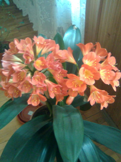 clivia