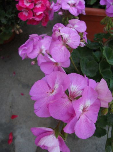 026 - 2013 flori