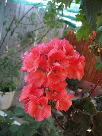 033 - 2013 flori