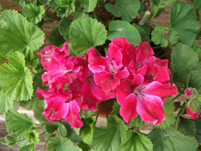 042 - 2013 flori